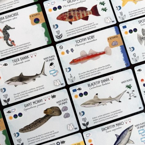 Portada del juego de mesa Finspan: Tiburones y Arrecifes